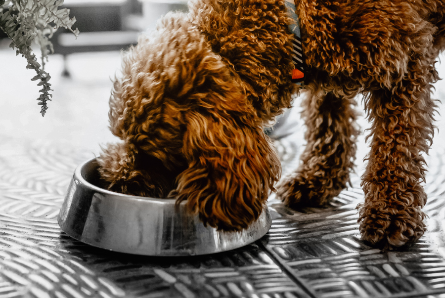 cach-khu-mui-hoi-cho-cho-poodle-4