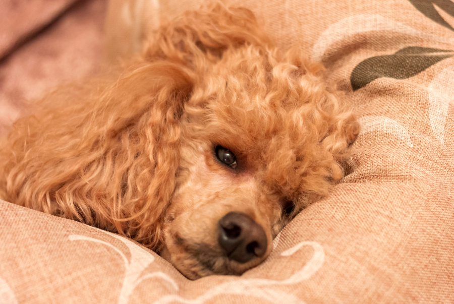 cach-khu-mui-hoi-cho-cho-poodle-5