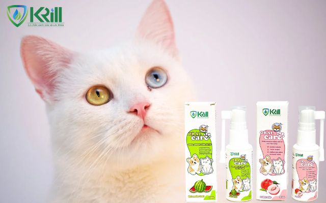 cách trị hôi miệng cho mèo