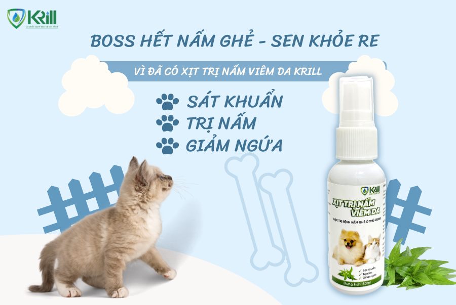 Mèo bị rụng lông là bị gì? Làm sao để mèo bớt rụng lông? 5 cách trị rụng lông mèo