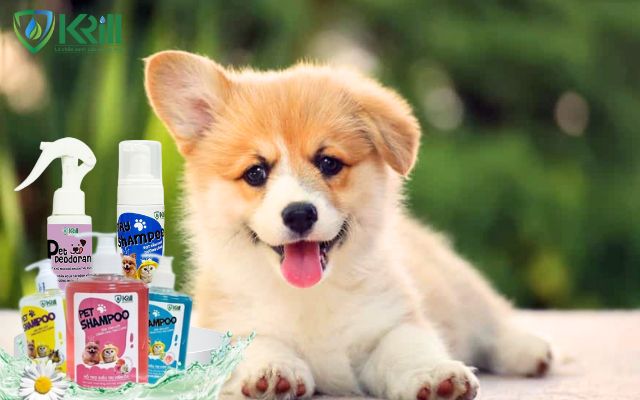 chó bị xà mâu phải làm sao