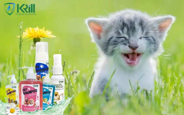 thuốc trị mèo bị viêm da