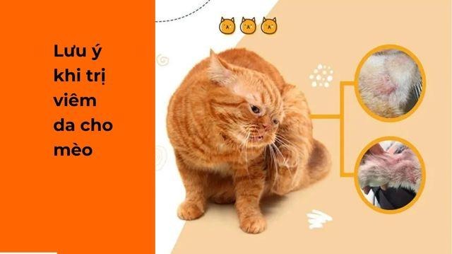 Cần lưu ý nhiều điều khi trị viêm da cho mèo