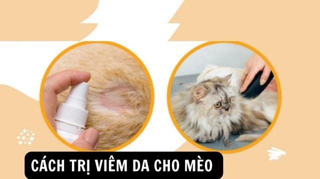 Dùng thuốc kết hợp các phương pháp khác nhau giúp trị viêm da cho mèo