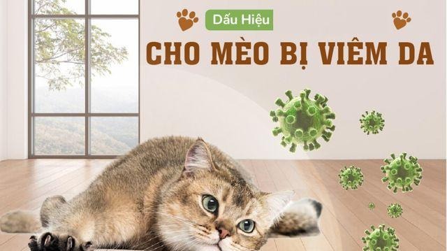 Phát hiện sớm dấu hiệu viêm da ở mèo để có hướng điều trị sớm nhất