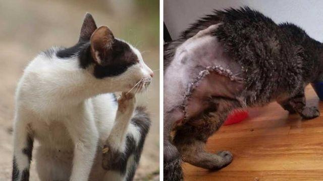 Tình trạng viêm da ở mèo có nhiều nguyên nhân