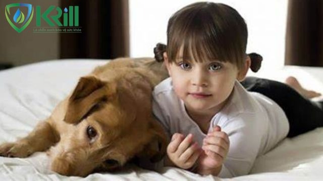 Bệnh Lepto ở chó có nguy hiểm không? Cách phòng ngừa bệnh Lepto hiệu quả