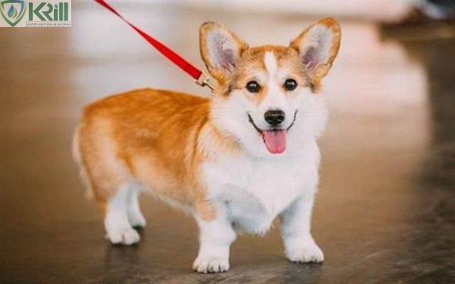 Chó Corgi có rụng lông không? 3+ Lý do và cách chăm sóc
