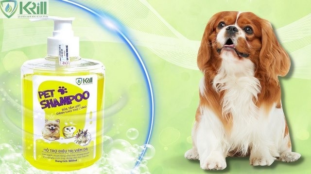 Chó Poodle có rụng lông không? Giải đáp lý do và cách ngăn ngừa