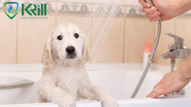 Tắm cho chó con sao cho đúng cách? Những điều cần biết khi tắm cho chó con