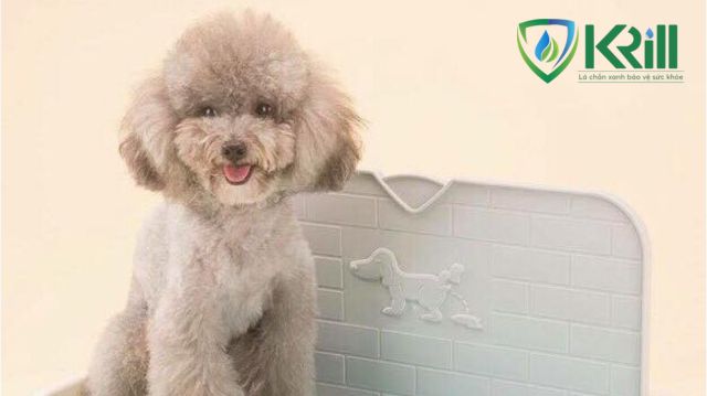 Tắm cho chó con sao cho đúng cách? Những điều cần biết khi tắm cho chó con